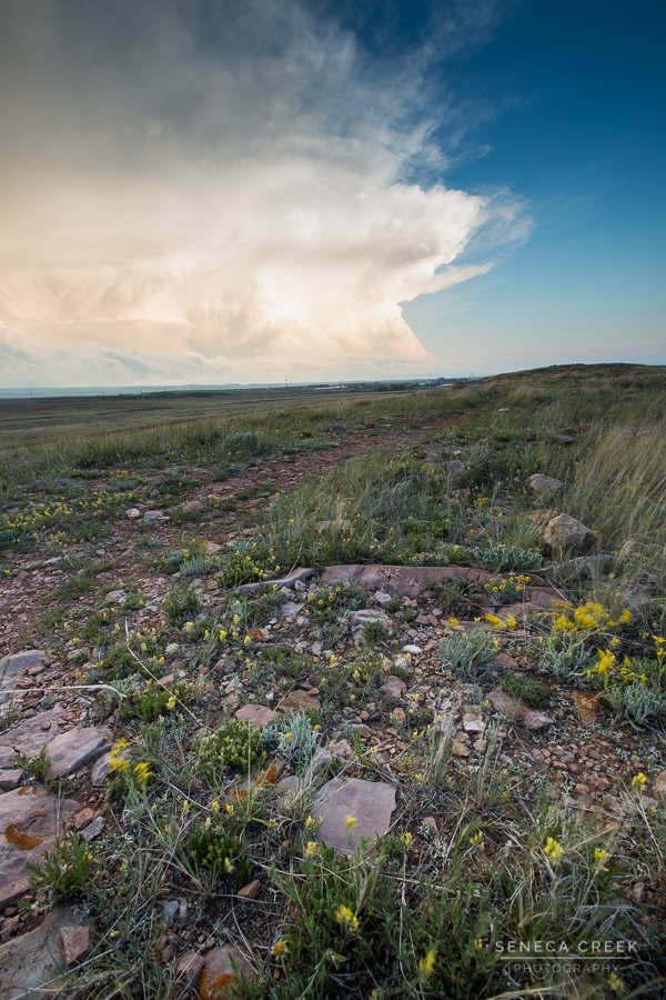Supercell and Flowers, Laramie, Wyoming