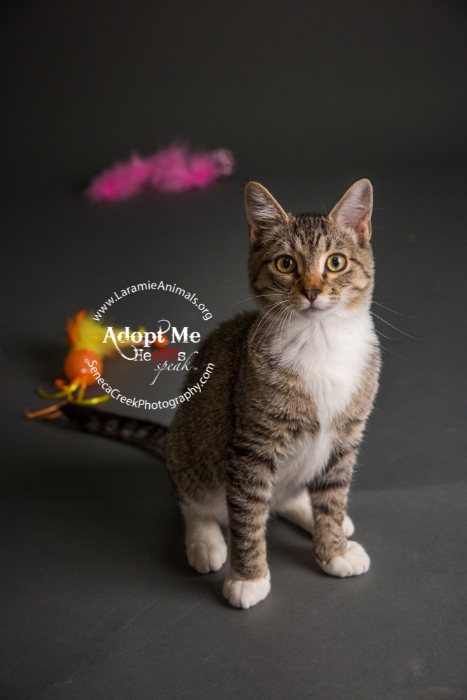 Kittens up for adoption through www.LaramieAnimals.org