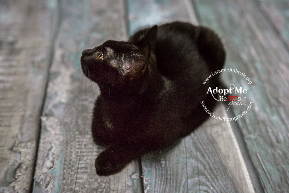 Kittens up for adoption through www.LaramieAnimals.org
