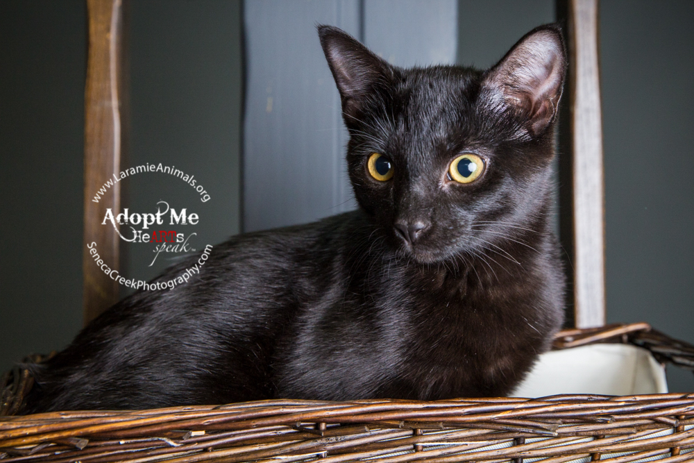 SenecaCreekPhotography.com by Allison Pluda Adoption Portraits for Laramie Animal Welfare Society - Lucy Kitten Pet Portraits in the Studio